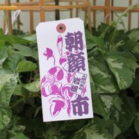 朝顔市