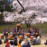 岩槻城址公園桜まつり