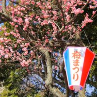 梅まつり