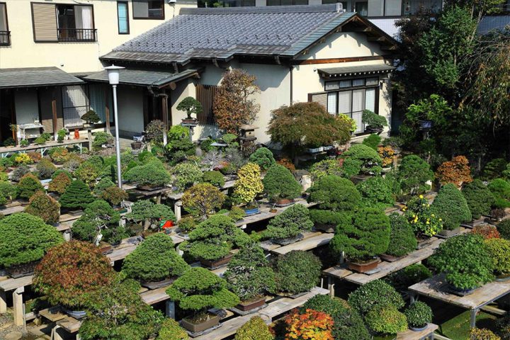 Fuyo-en (Omiya Bonsai Village)