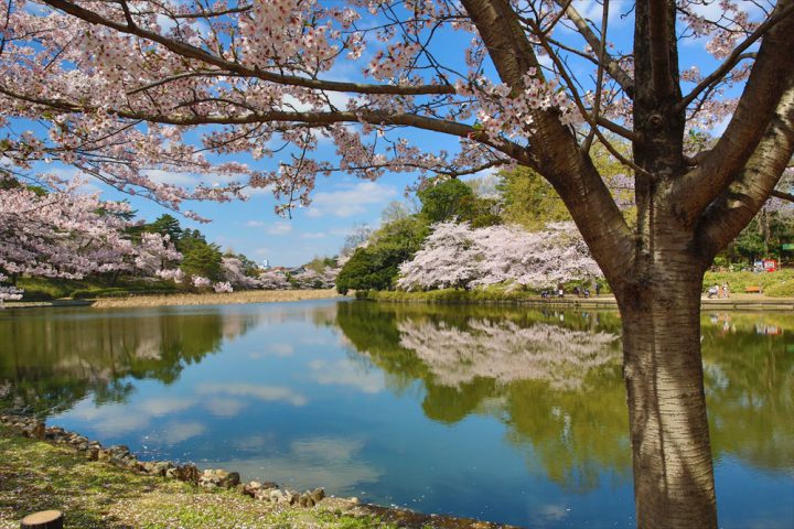 Omiya Park