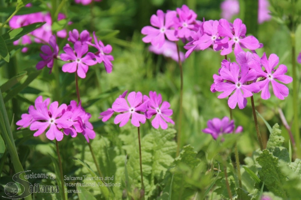 Japanese primrose
