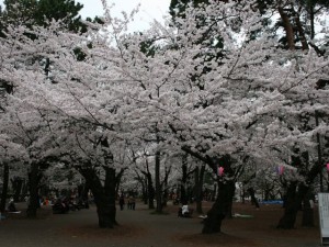 100407_omiyapark_sakura2