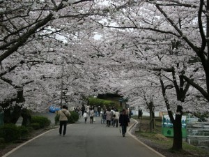 100407_omiyapark_sakura6