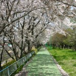 070405_kamogawasakuratsutsumi_sakura004