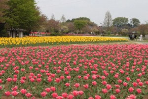 110418_hananooka_020