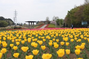 110418_hananooka_033