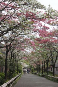 110425_omiya2koen_hanamizuki_020