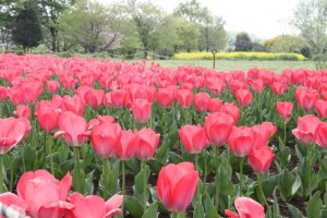 110425_omiya3koen_tulip_001