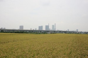 見沼田んぼ初秋風景