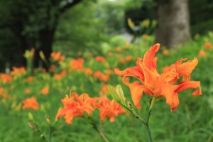 20140705_1
