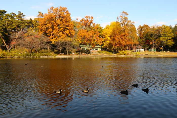文豪も愛した公園を満喫する「大宮公園開園130周年記念　公園で遊ぼう」