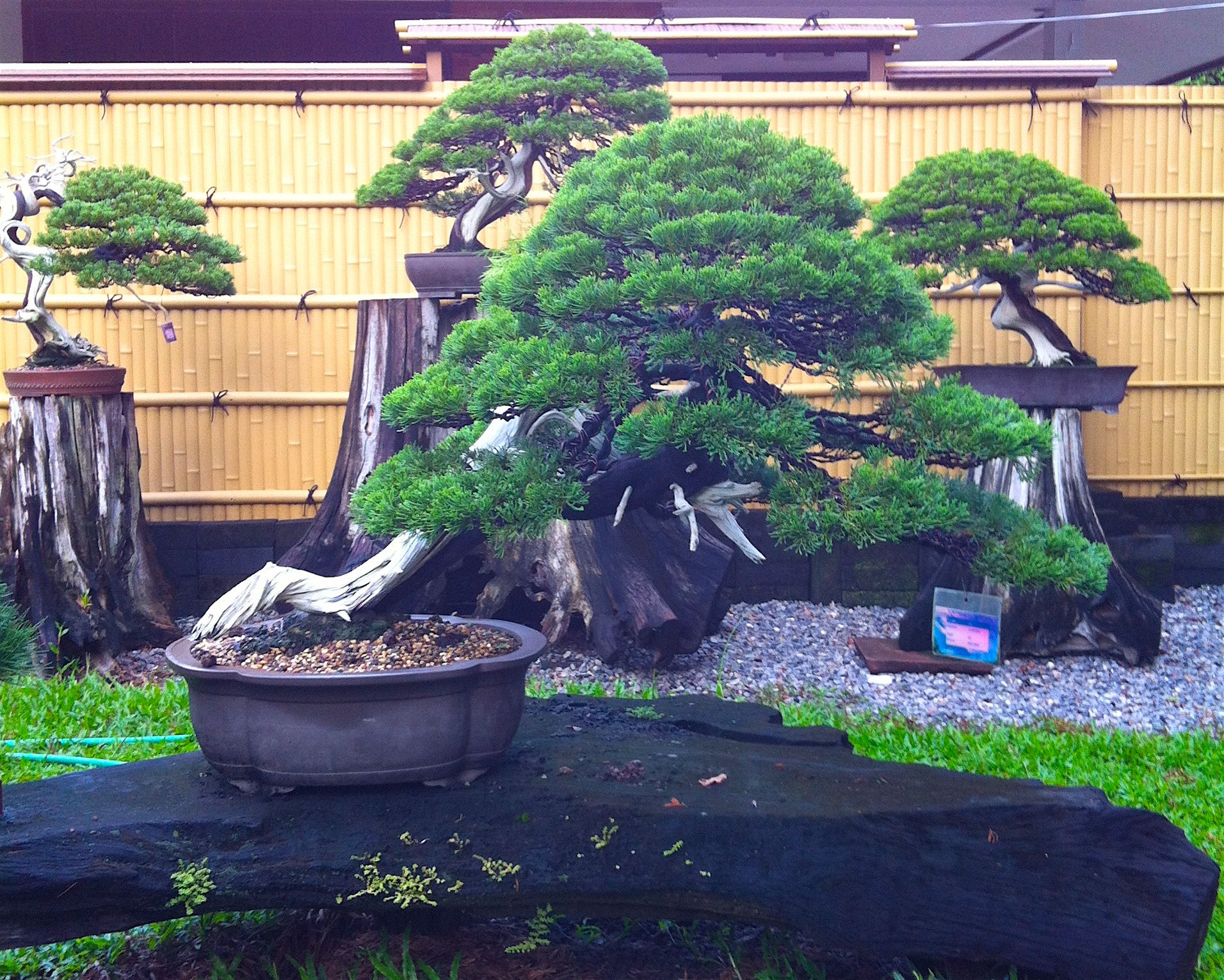 盆栽に魅了されたタイ人による、タイでの盆栽ビジネスについて