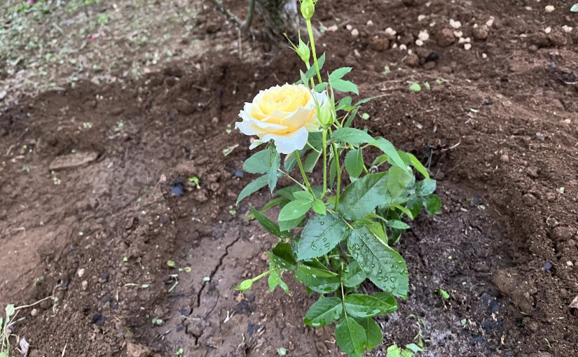与野公園に新品種のバラが植栽されました！